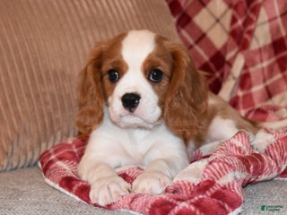 Cavalier King Charles Spaniel dogs Mack - Ad 36
