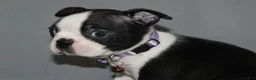 Boston Terrier dogs for sale: Diana - Ad 5