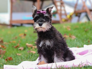 Miniature Schnauzer dogs - Ad 30
