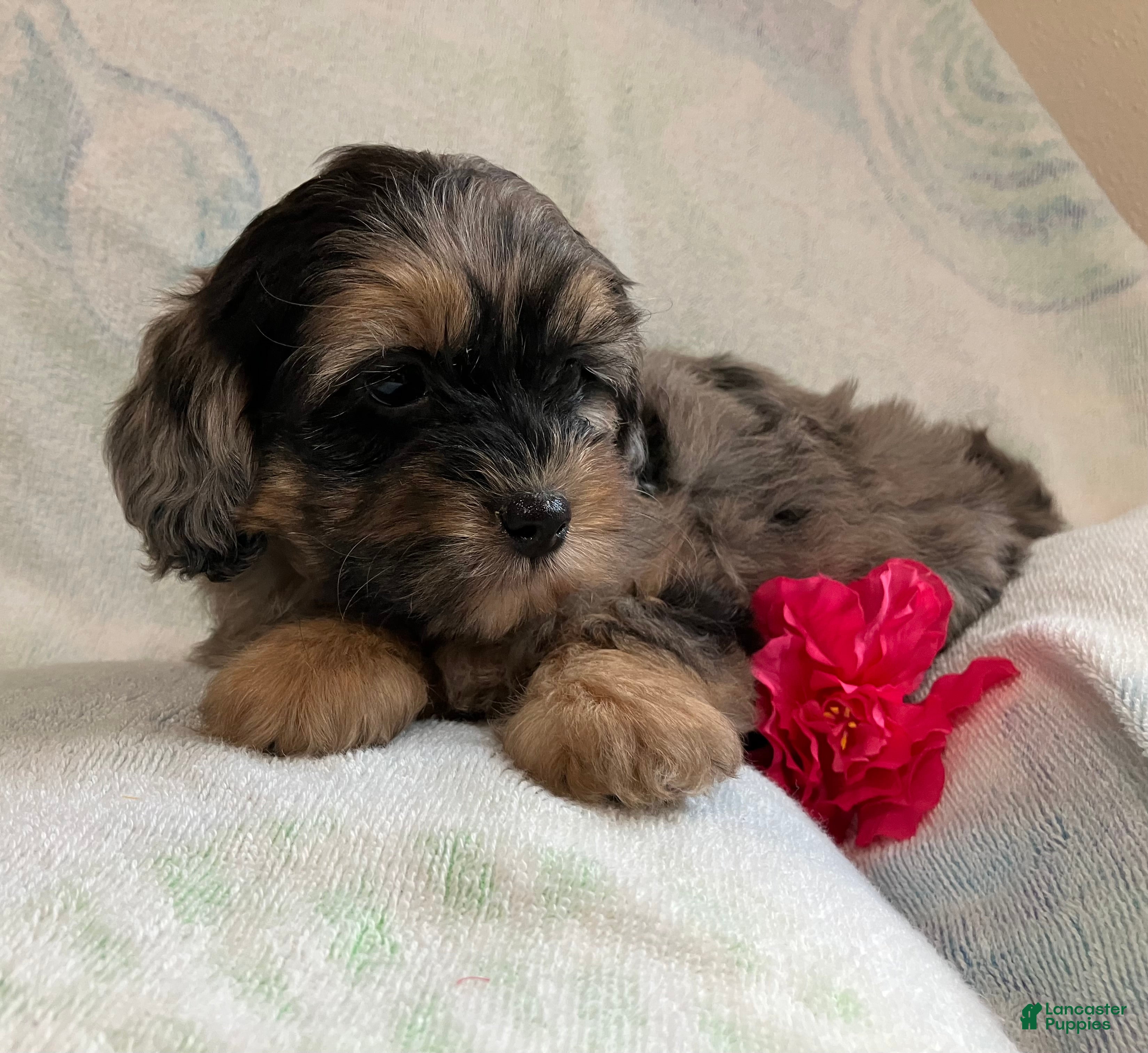 Shihpoo dogs Marshmallow  - Ad 1
