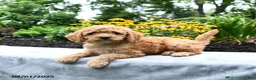 Cockapoo dogs for sale: Faith - Ad 22