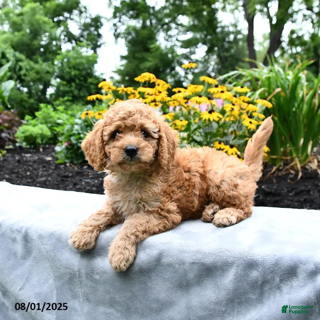 Cockapoo dogs for sale: Faith - Ad 22