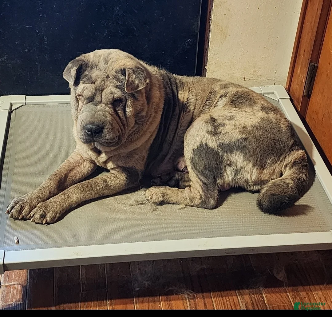 Shar Pei dogs for sale: Jazzy blue merle mini  - Ad 14