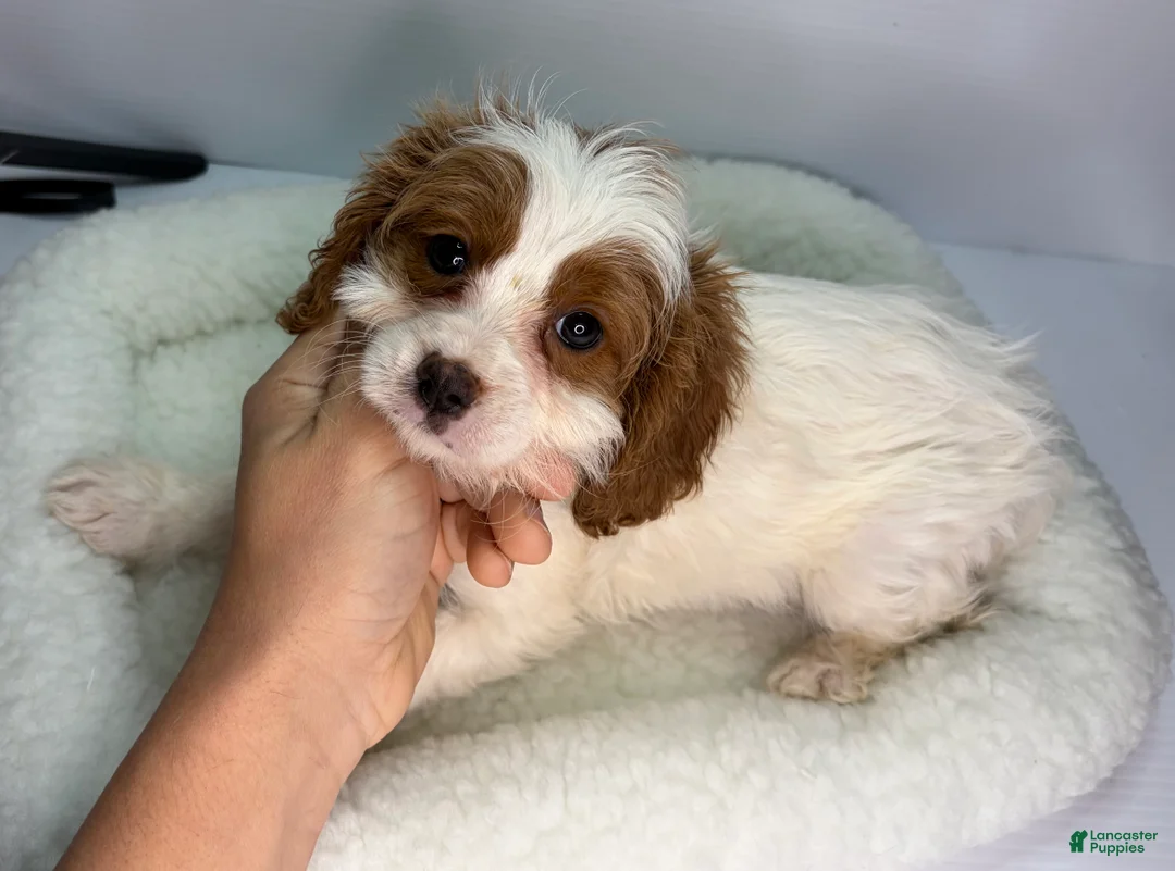 Cavapoo dogs for sale: Cavapoo Puppy 2 - Ad 1