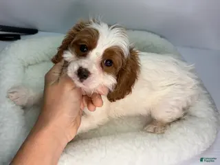 Cavapoo dogs Cavapoo Puppy 2 - Ad 13