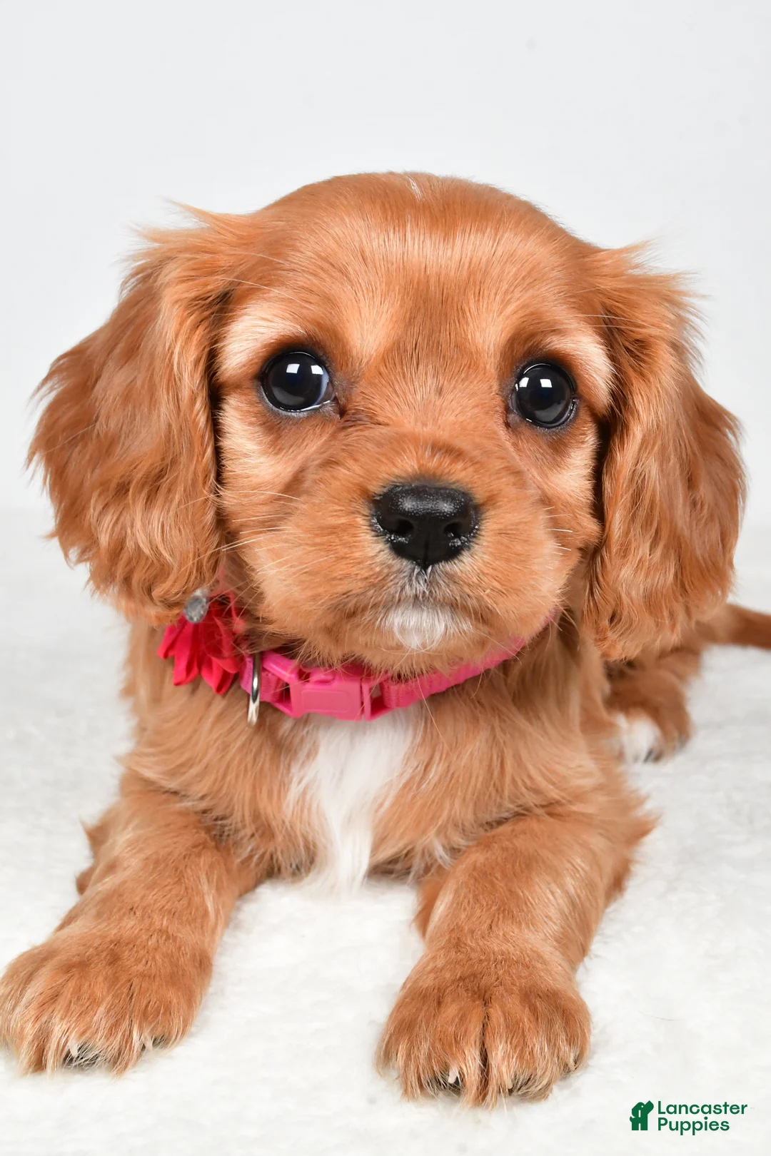Cavalier King Charles Spaniel dogs for sale: Kari - Ad 2