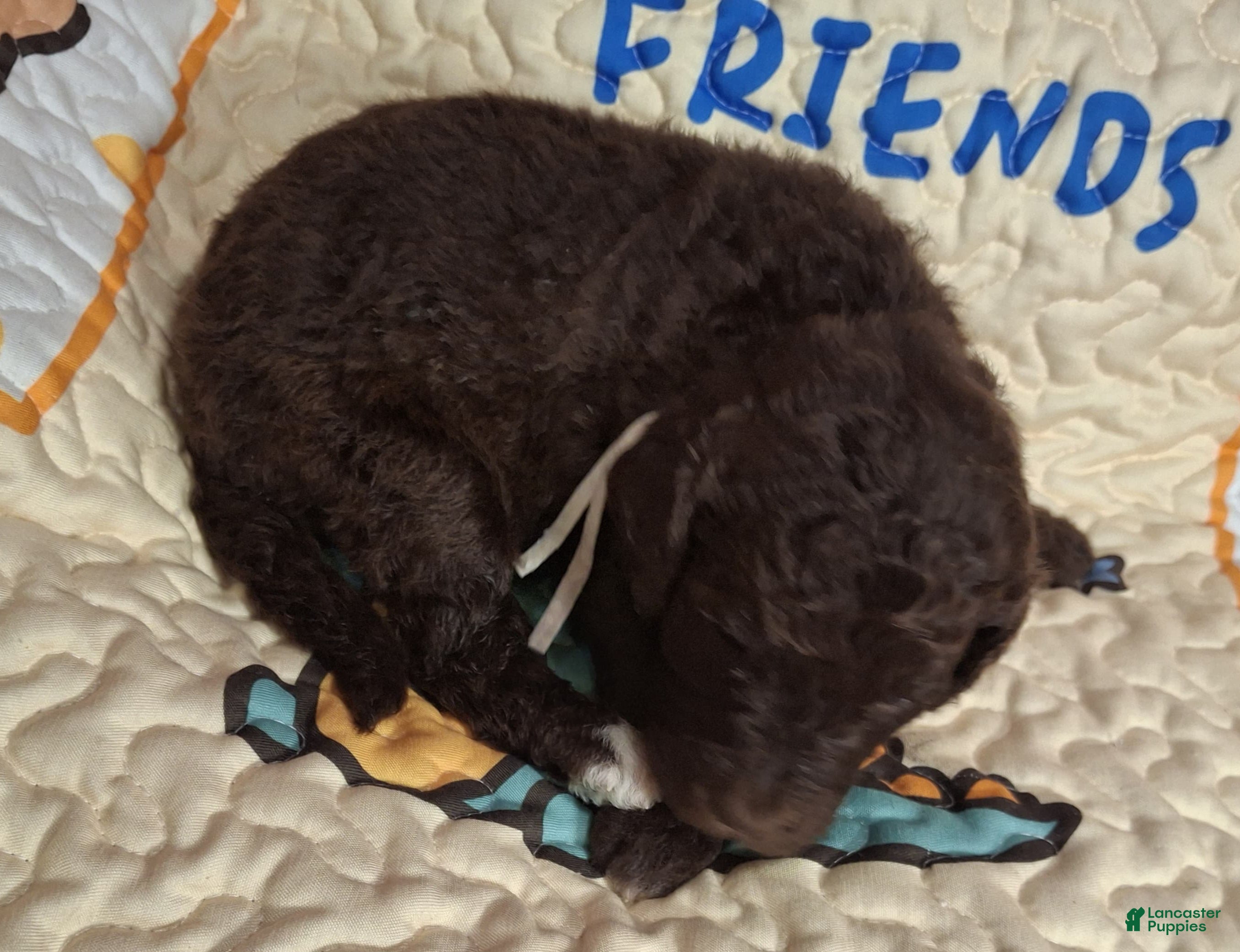 Labradoodle dogs Gardenia - Ad 9