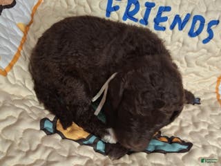 Labradoodle dogs Gardenia - Ad 6