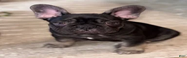 French Bulldog Puppy 2