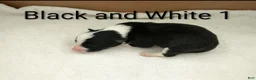 Border Collie dogs for sale: Border Collie 5 - Ad 3