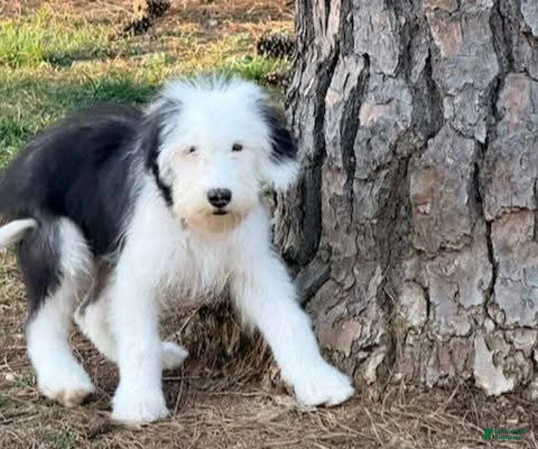 Old English Sheepdog dogs for sale: GUS  - Ad 1