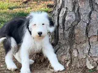 Old English Sheepdog dogs GUS - Ad 1