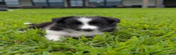 Shetland Sheepdog dogs for sale: Tucker - Ad 9