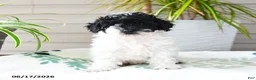 Miniature Poodle dogs for sale: Quicksilver - Ad 5