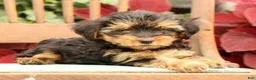 Morkie dogs for sale: DJ - Ad 4