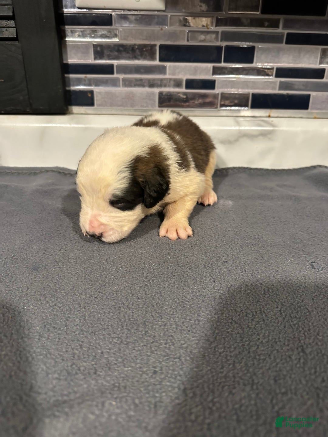 Saint Bernard dogs for sale: Puppy 6 - Ad 1