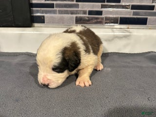 Saint Bernard dogs Puppy 6 - Ad 33