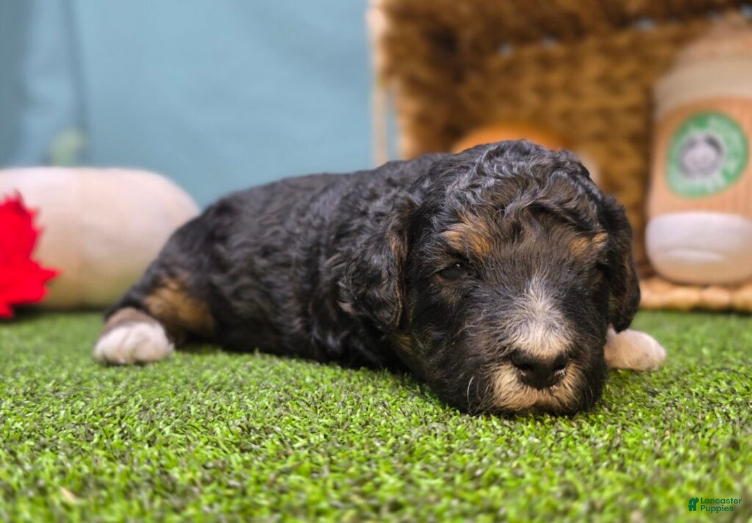 Mini Bernedoodle dogs for sale: Winnie - Ad 5