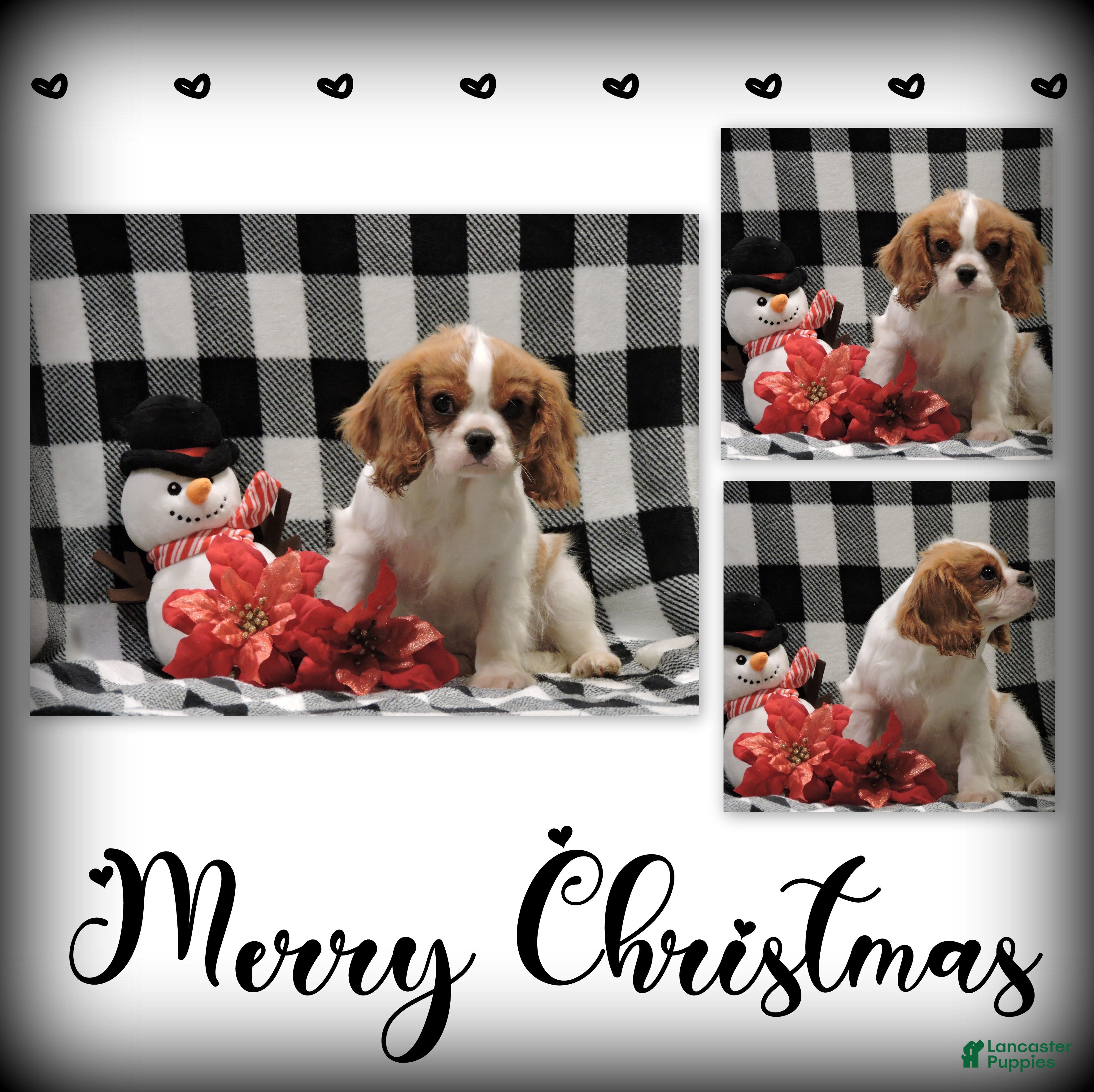 Cavalier King Charles Spaniel dogs Cavalier King Charles Spaniel Puppy 1 - Ad 30