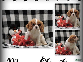 Cavalier King Charles Spaniel dogs Cavalier King Charles Spaniel Puppy 1 - Ad 8