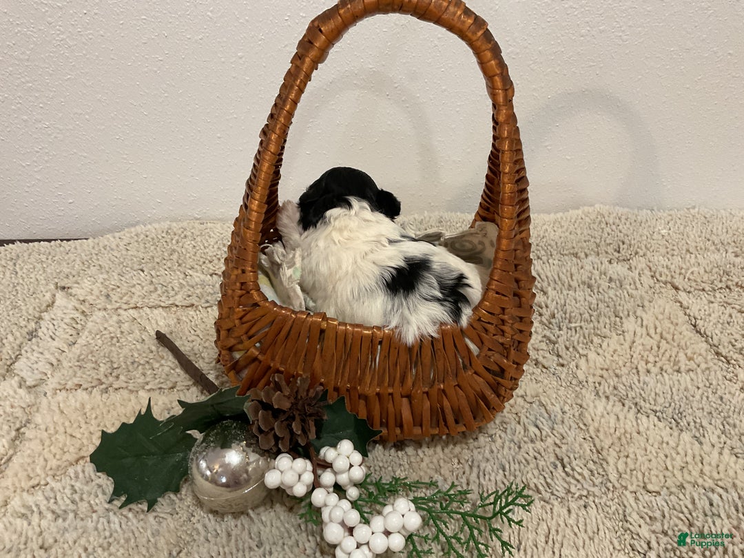 Maltipoo dogs for sale: HOLLY - Ad 4