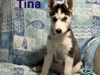 Siberian Husky dogs Siberian Husky Puppy 4 - Ad 3