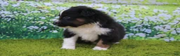 Australian Shepherd dogs for sale: Leo - Ad 3
