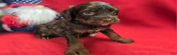 Cockapoo dogs for sale: Meeko - Ad 17
