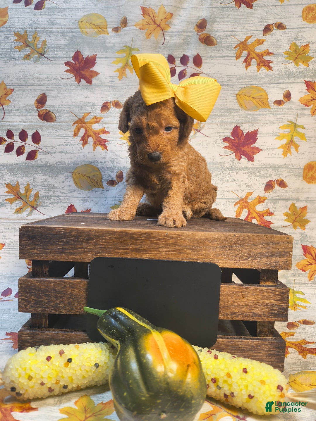 Mini Goldendoodle dogs for sale: S'more - Ad 4