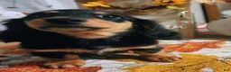 Miniature Dachshund dogs for sale: Ace - Ad 3