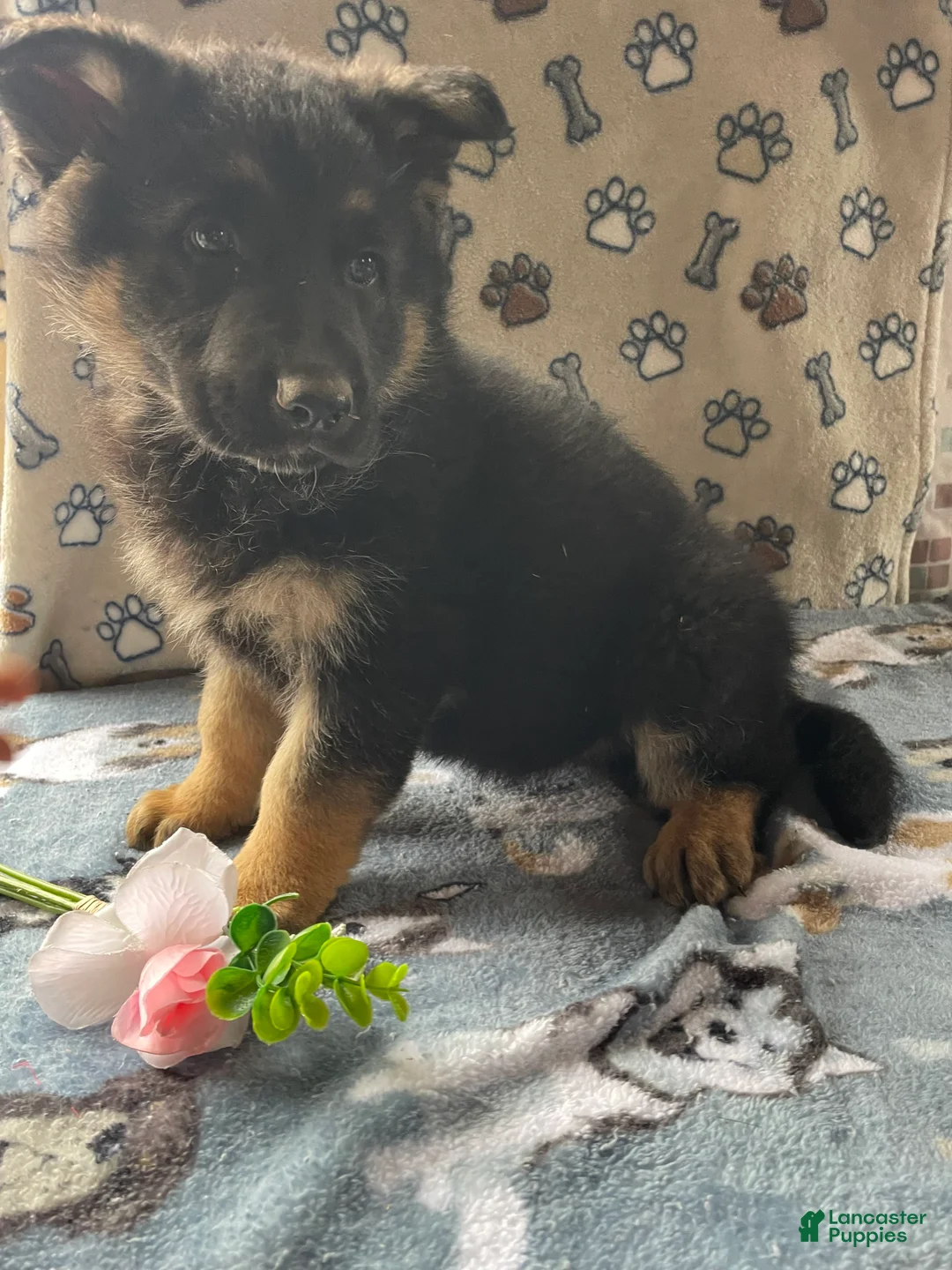 German Shepherd dogs for sale: Petey - Ad 4