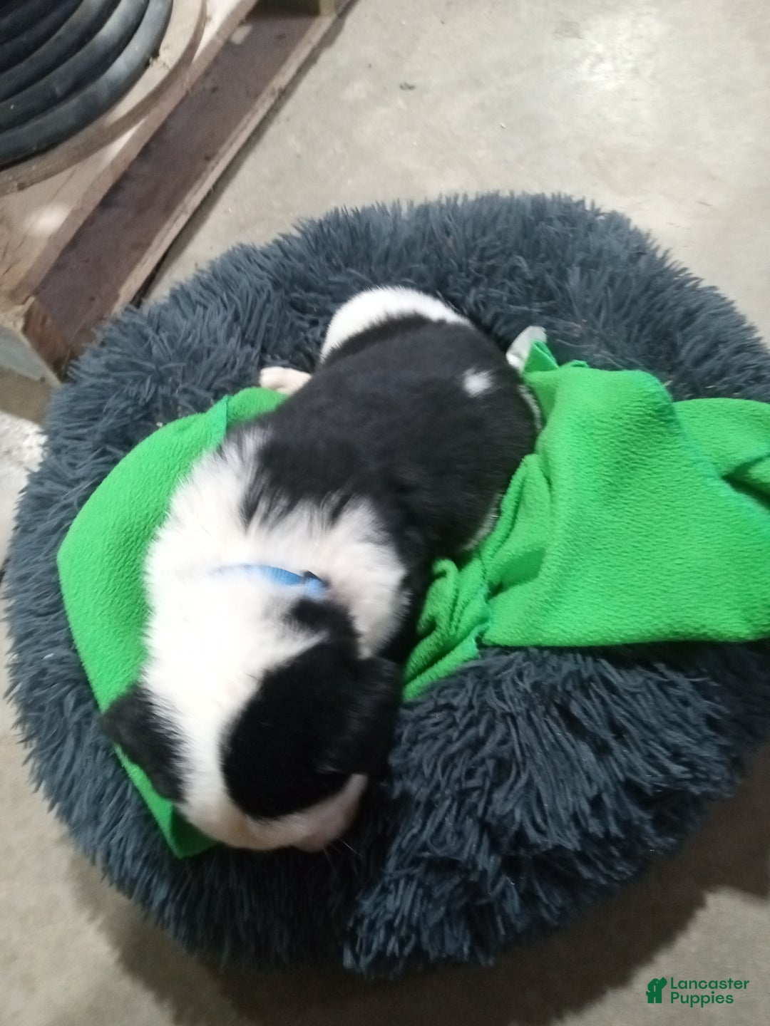 Mixed Breed dogs for sale: Chungus - Ad 7