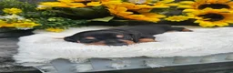 Dachshund dogs for sale: Oscar - Ad 5