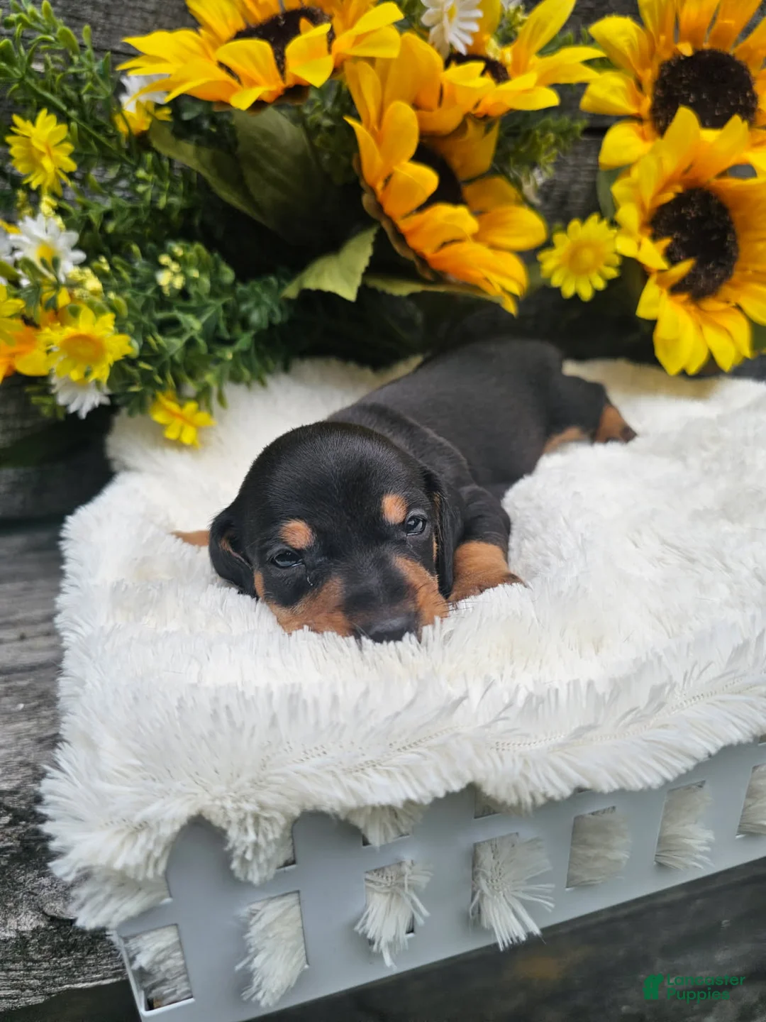 Dachshund dogs for sale: Oscar - Ad 5