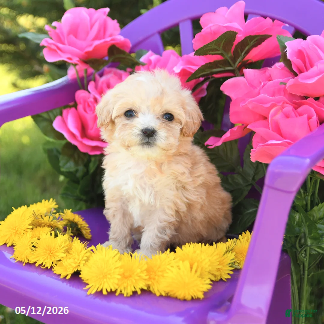 Maltipoo dogs for sale: Tootsie - Ad 1