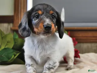 Miniature Dachshund dogs Basil - Ad 3