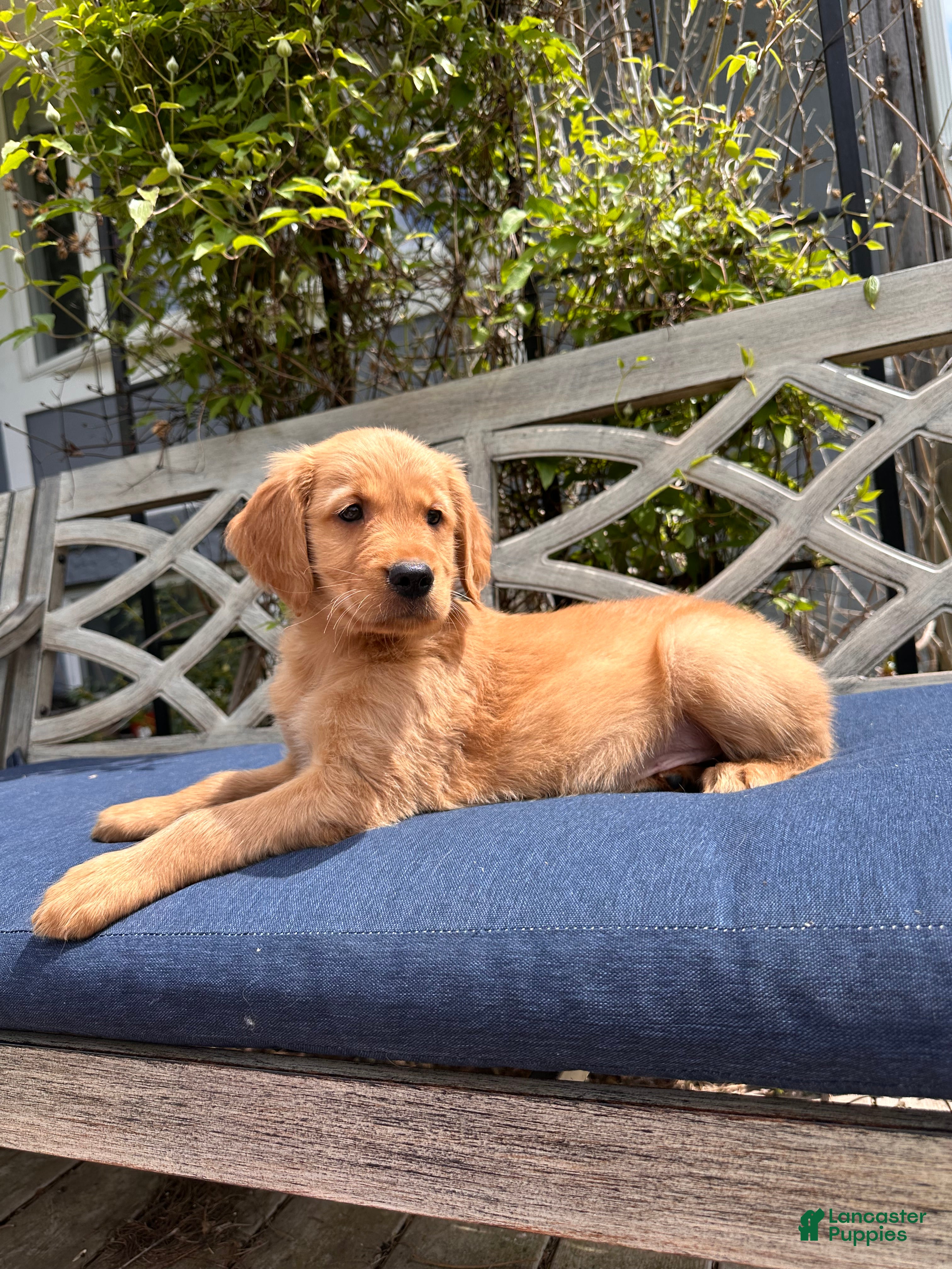Golden Retriever dogs Benny - Ad 1