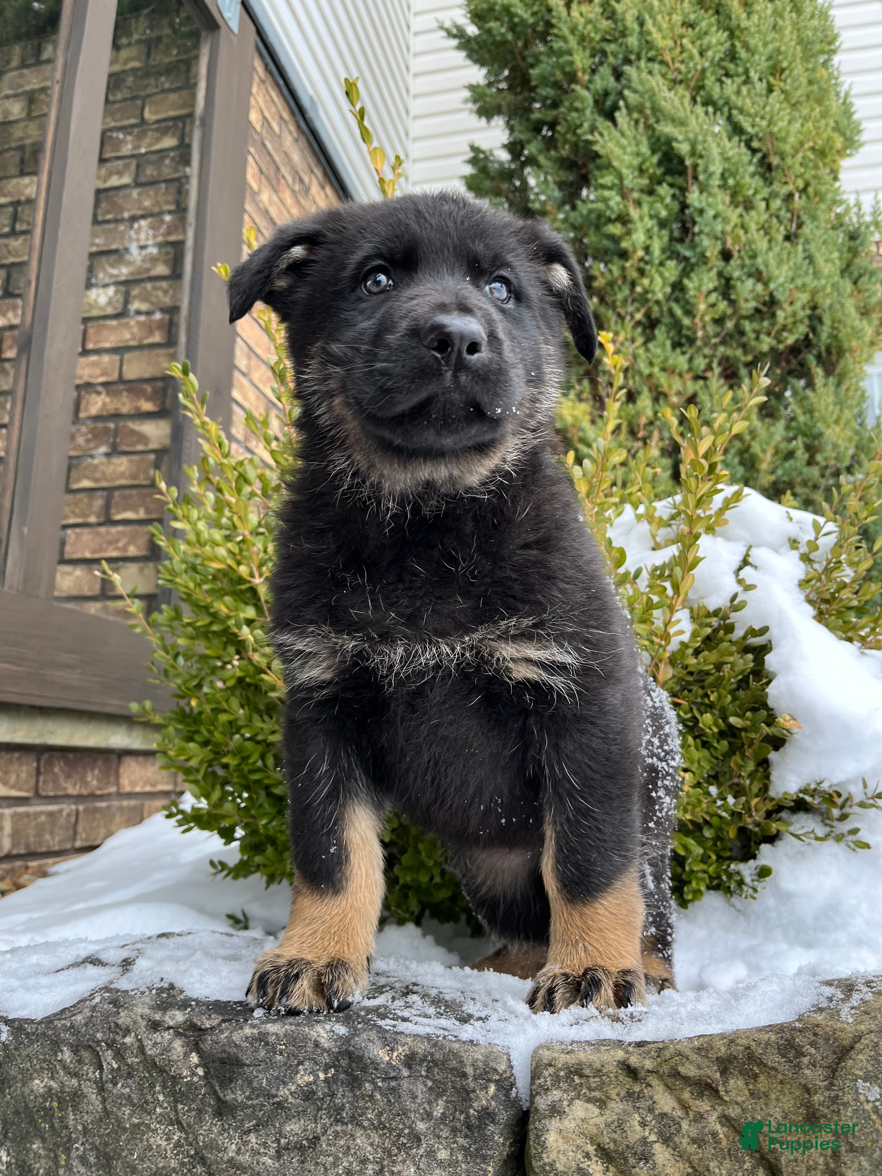 German Shepherd dogs Mavis - Ad 2