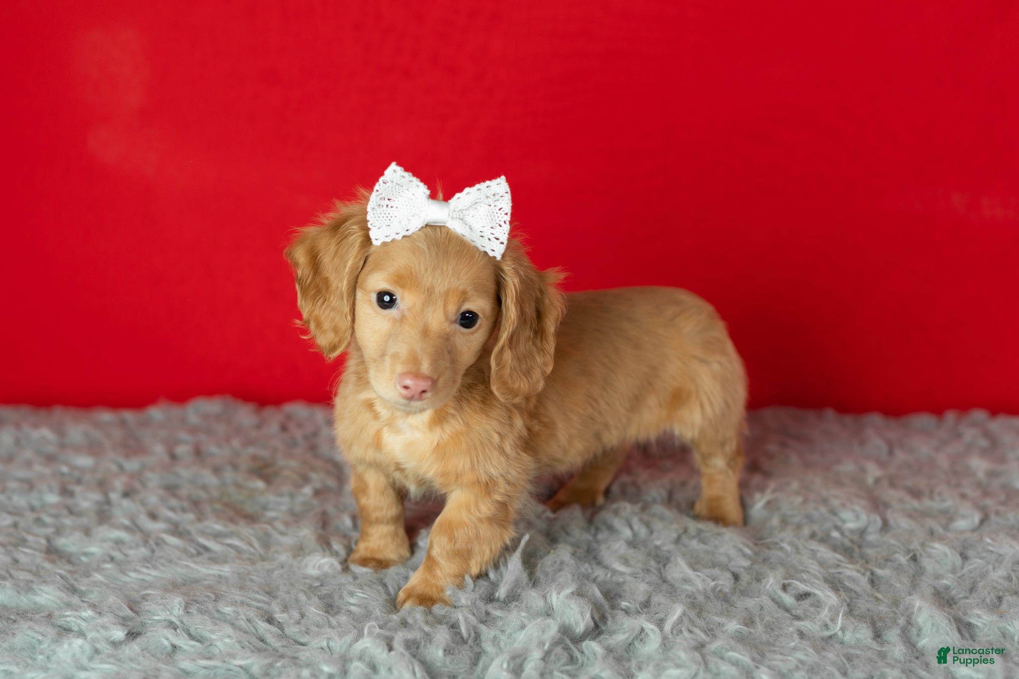 Miniature Dachshund dogs Olivia  - Ad 42