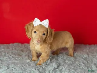 Miniature Dachshund dogs Olivia - Ad 42