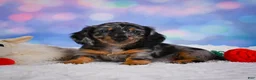 Miniature Dachshund dogs for sale: Rain - Ad 3