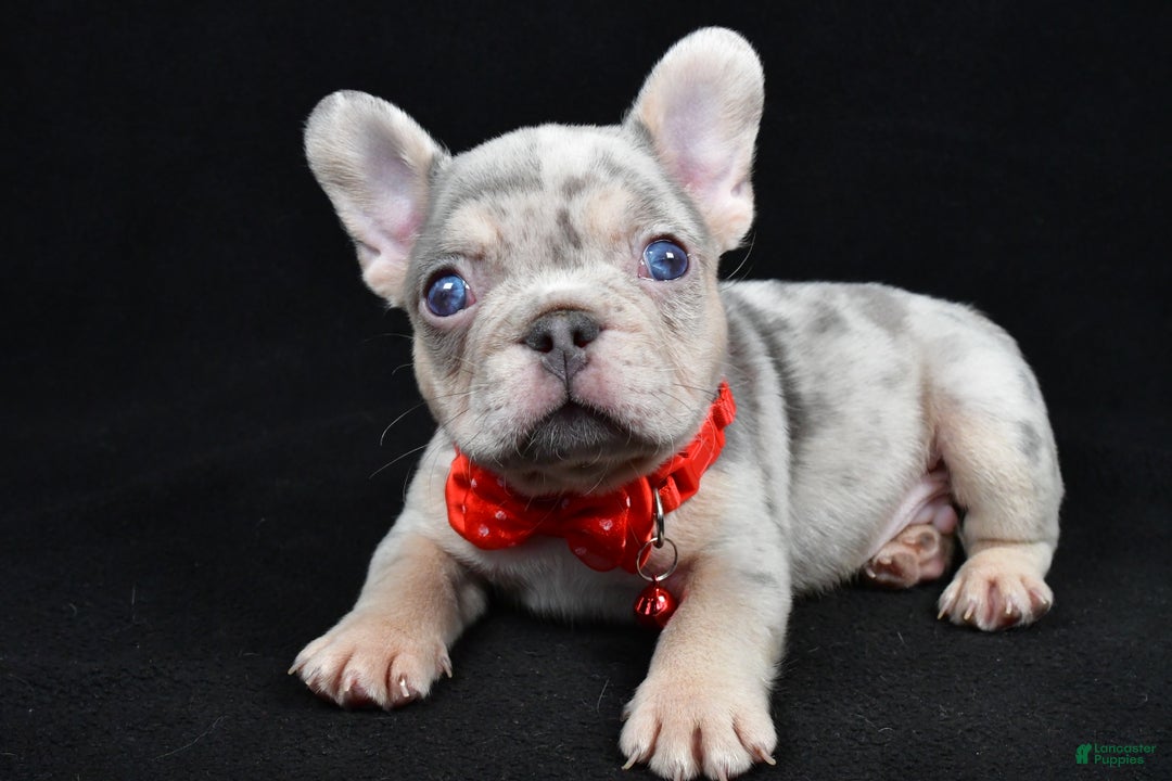 French Bulldog dogs for sale: Waylon - Ad 2