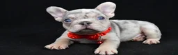 French Bulldog dogs for sale: Waylon - Ad 2