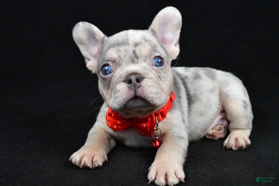 French Bulldog dogs for sale: Waylon - Ad 2
