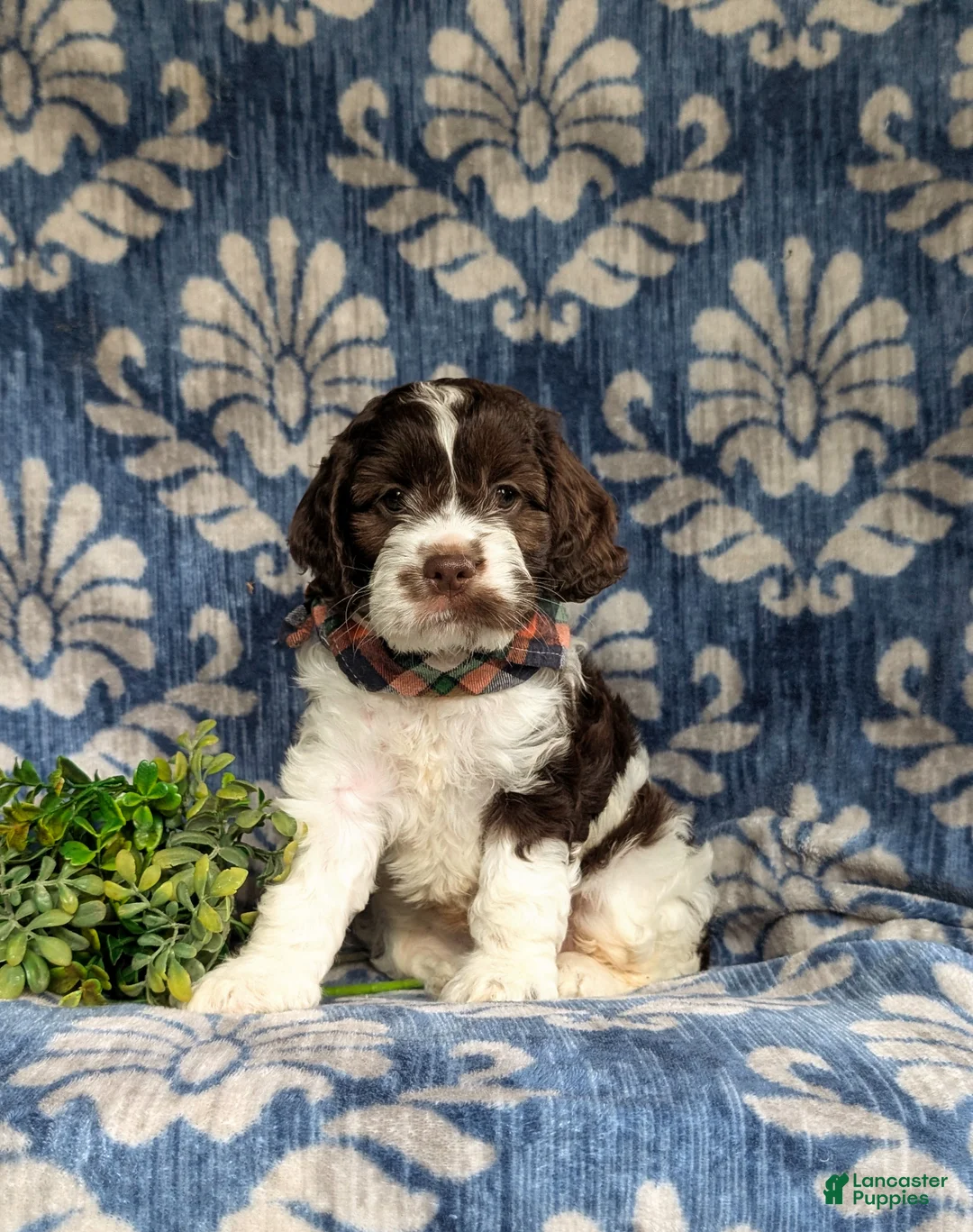 Cockapoo dogs for sale: Mocha - Ad 2