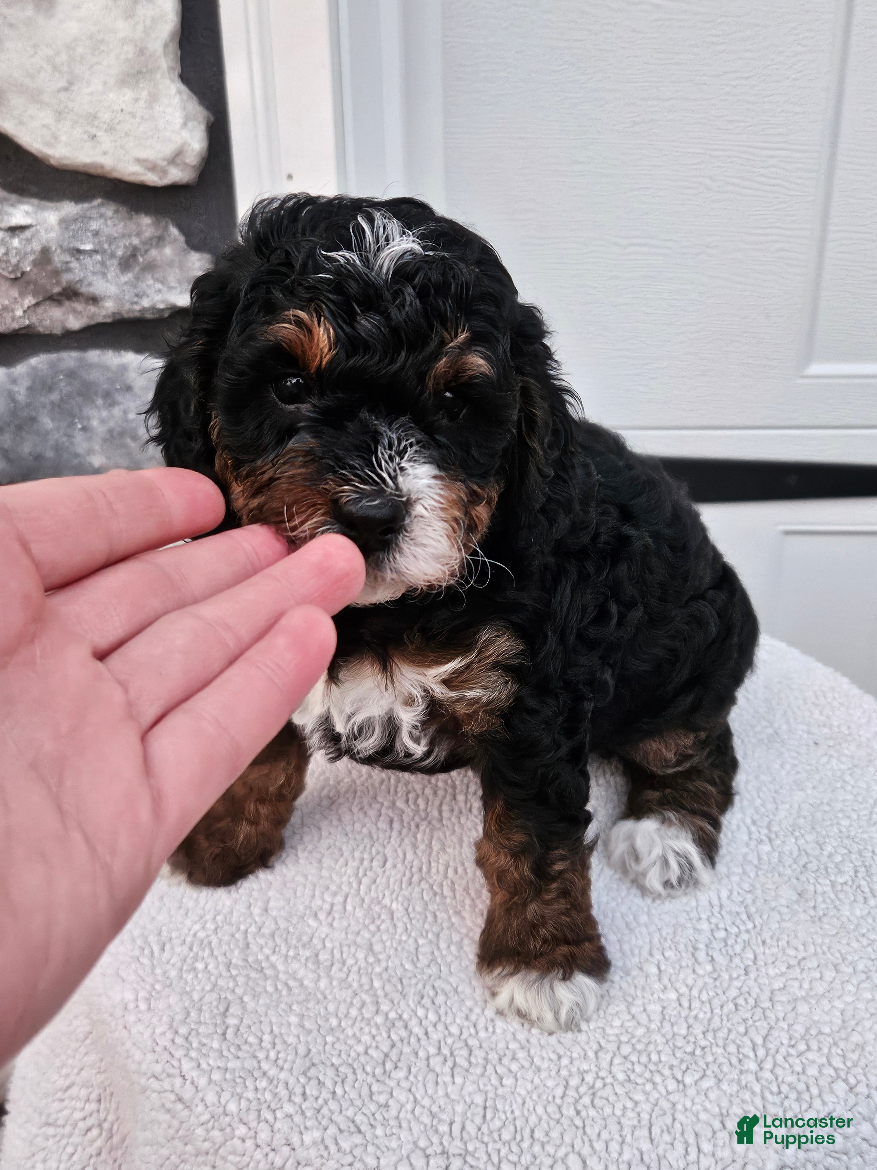 Mini Bernedoodle dogs Connie - Ad 2