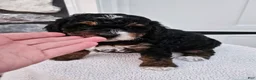 Mini Bernedoodle dogs for sale: Connie - Ad 2