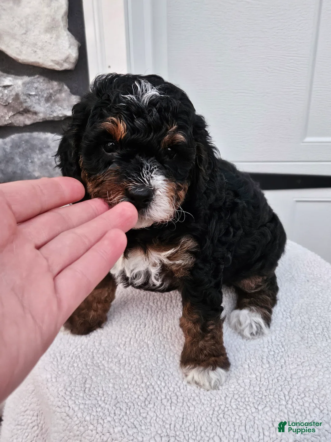 Mini Bernedoodle dogs for sale: Connie - Ad 2
