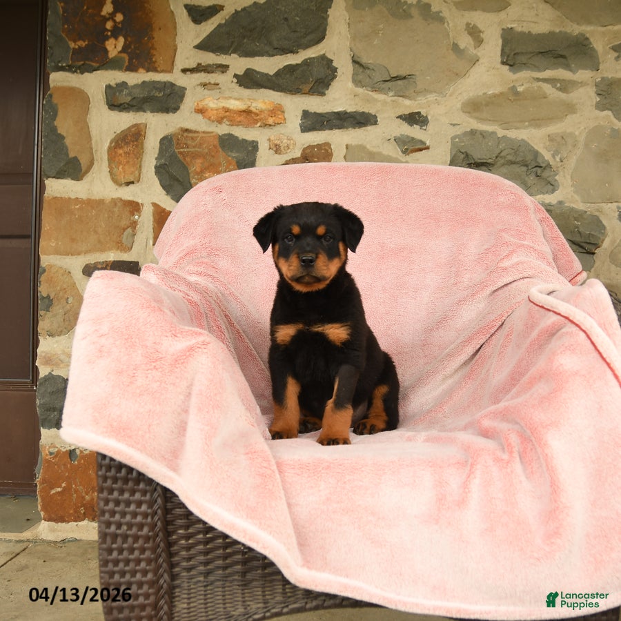 Rottweiler dogs Napoleon - Ad 1