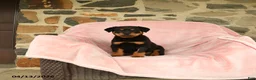 Rottweiler dogs for sale: Napoleon - Ad 1